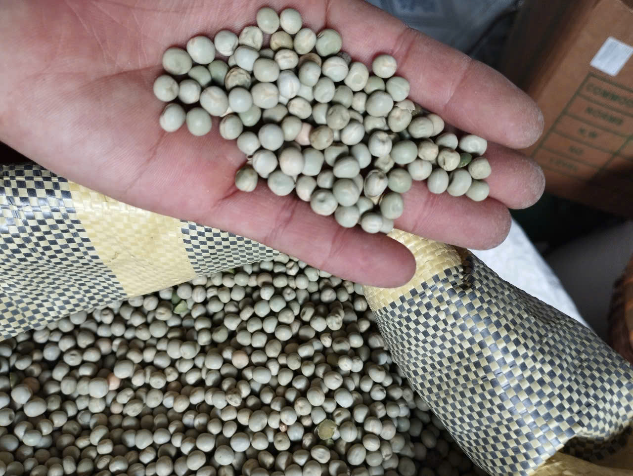 1KG Đậu Hà Lan Xanh Sống Hữu Cơ Không Biến Đổi Gen  hàng chuẩn đẹp  nông sản giá sỉ _ đậu hà lan giá sỉ đậu hà lan giá rẻ đậu hà lan khô