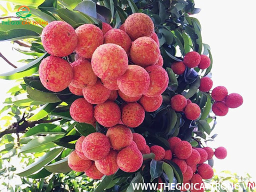 Cây vải thiều cam kết chất lượng