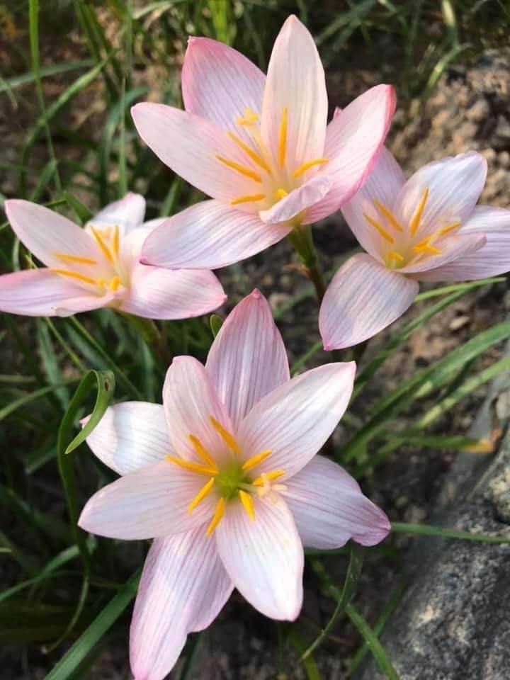 Huệ mưa ngoại Giantwhite, đảm bảo chuẩn tag-củ sống 100%, giá niêm yết là giá 1 củ