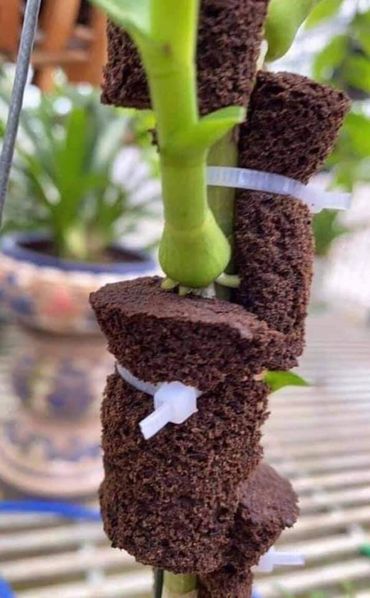 Bộ 10 viên mút kích thước 3*4cm ươm kei nhập khẩu Hà Lan
