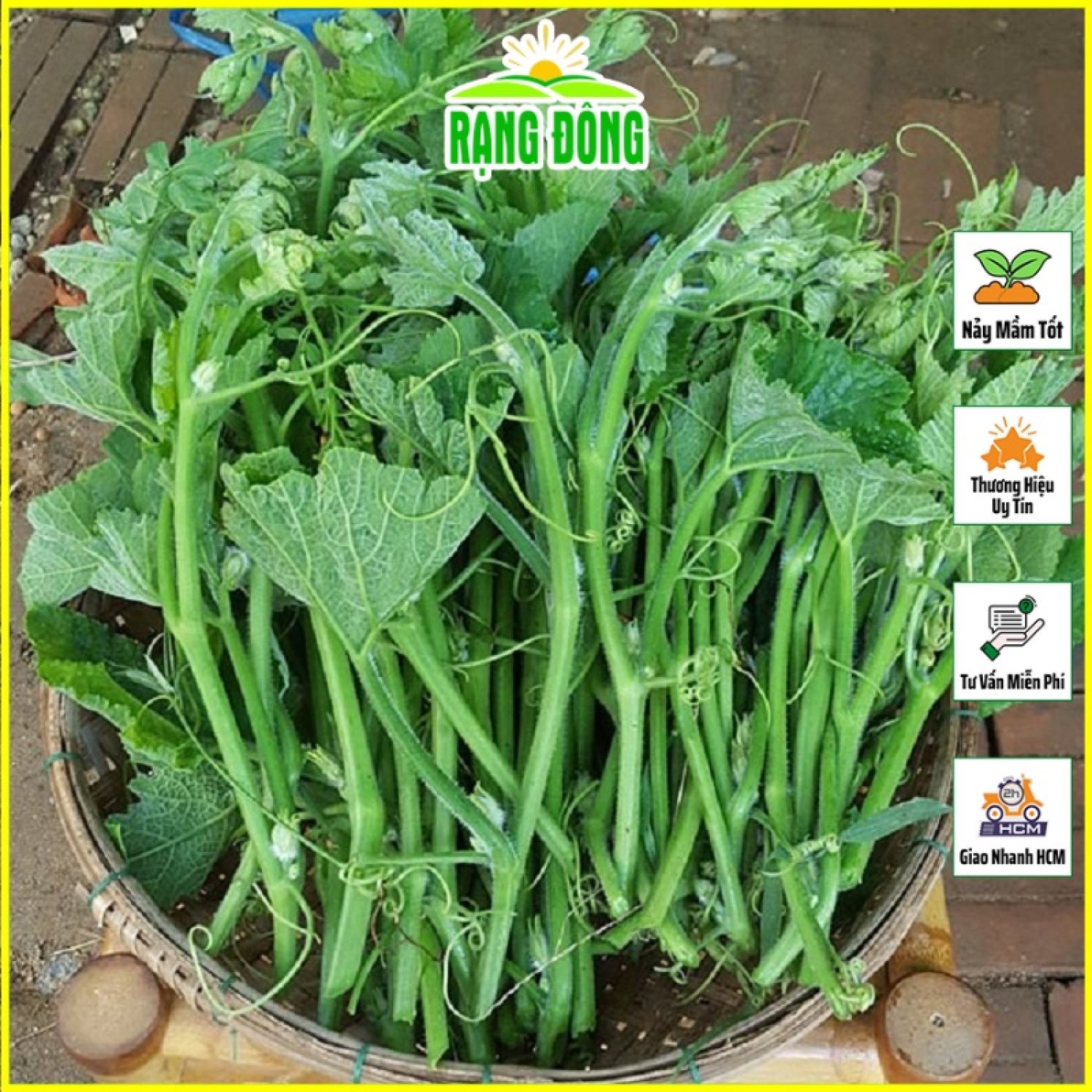 Hạt giống bí siêu ngọn cao sản giòn ngọt, dễ trồng - hạt giống rạng đông