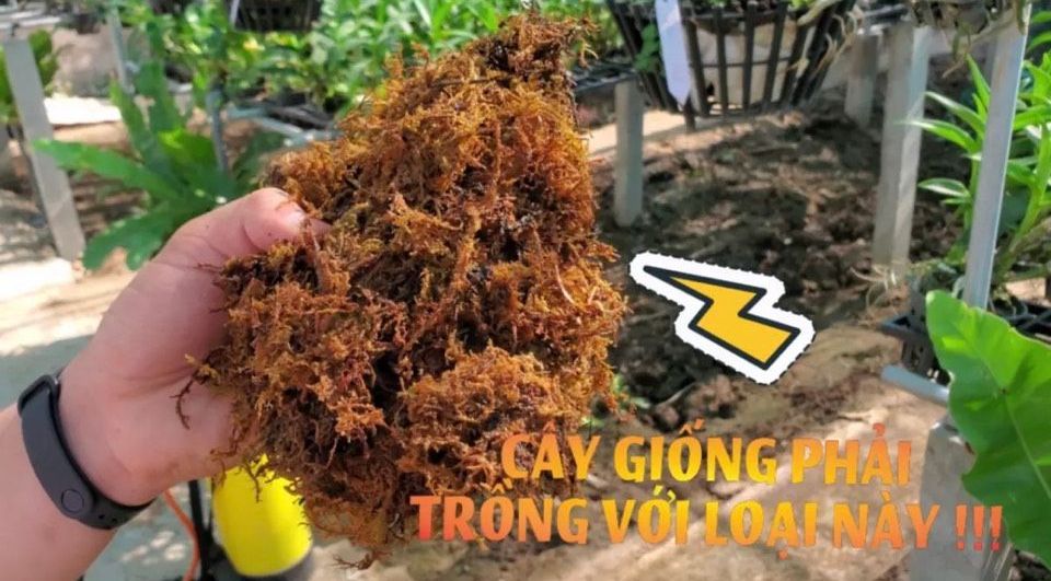 Rêu rừng- chất trồng số 1 cho cây con