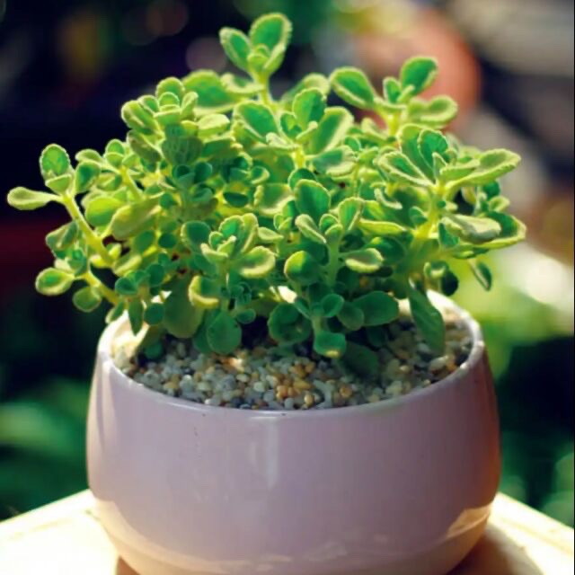 SEN ĐÁ LÁ THƠM SIZE LỚN (TẶNG CHẬU)