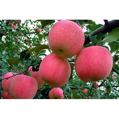 Cây Táo Đỏ Lùn Mỹ F1 Siêu Sớm 6 tháng ra quả