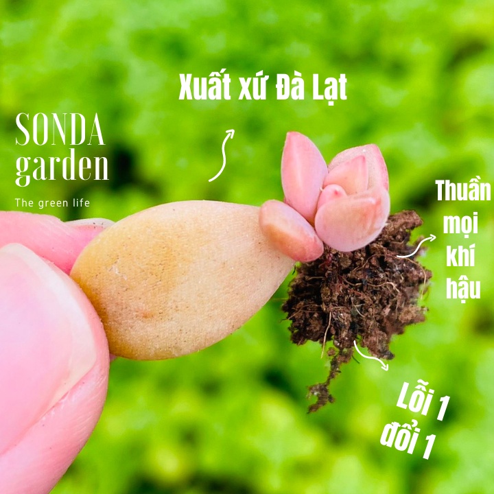 Lá mầm sen đá đá nâu sonda garden , xuất xứ đà lạt, khoẻ đẹp, lỗi 1 đổi 1