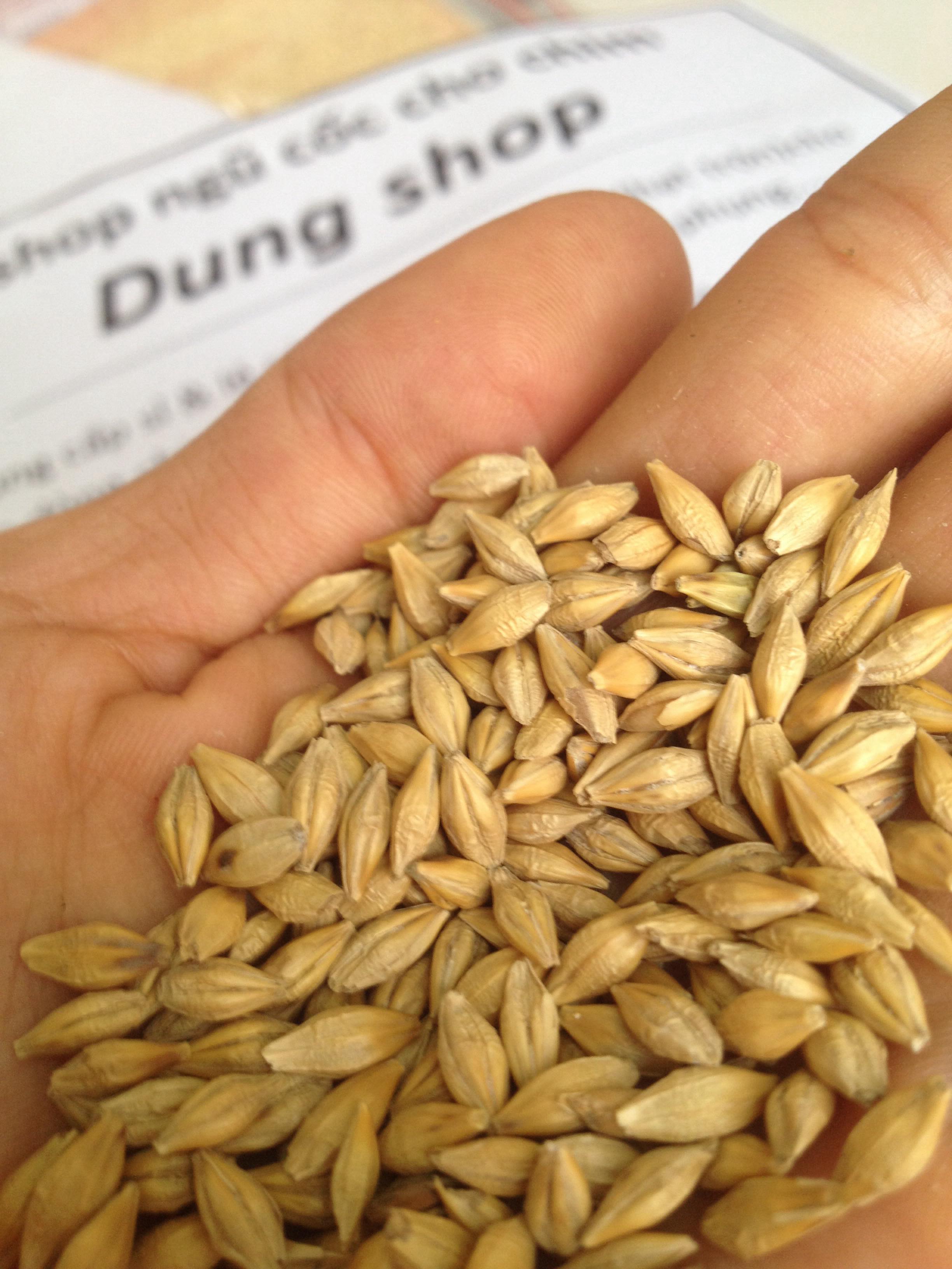 1kg hạt lúa đại mạch ( thức ăn cho chim, gà, vẹt )