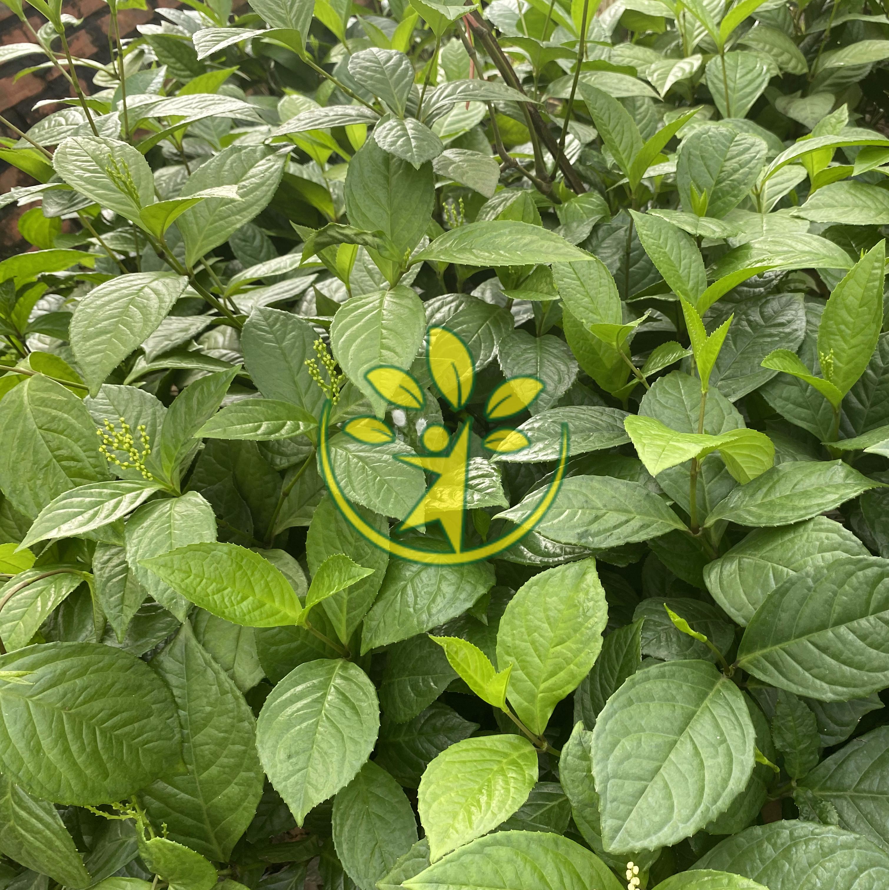 Bầu giống cây hoa sói pha trà (cao 50 - 60 cm) đã ra hoa - Tặng kèm phân bón