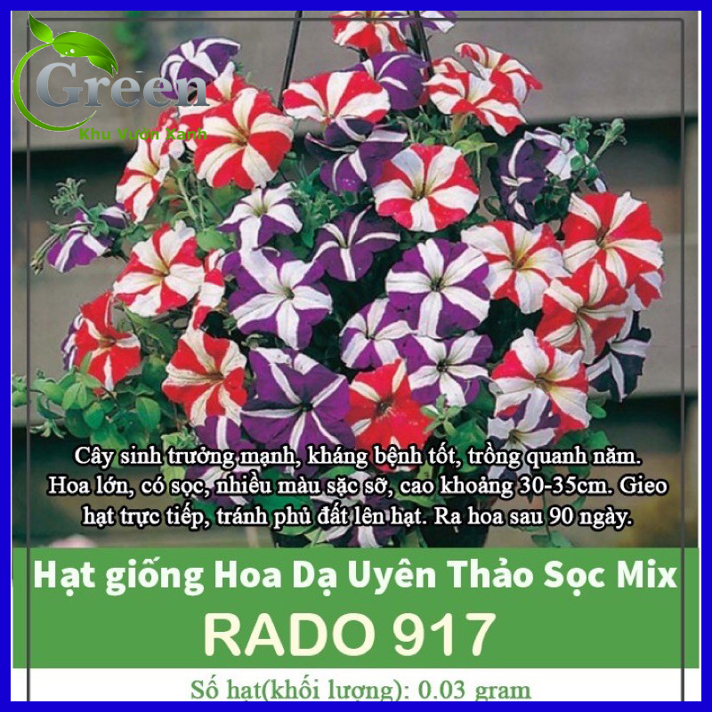 Hạt giống hoa dạ uyên thảo sọc nhiều màu mix