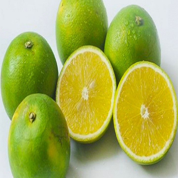 Cây giống cam xoàn miền nam siêu ngon siêu quả- cam kêt giống chuẩn f1