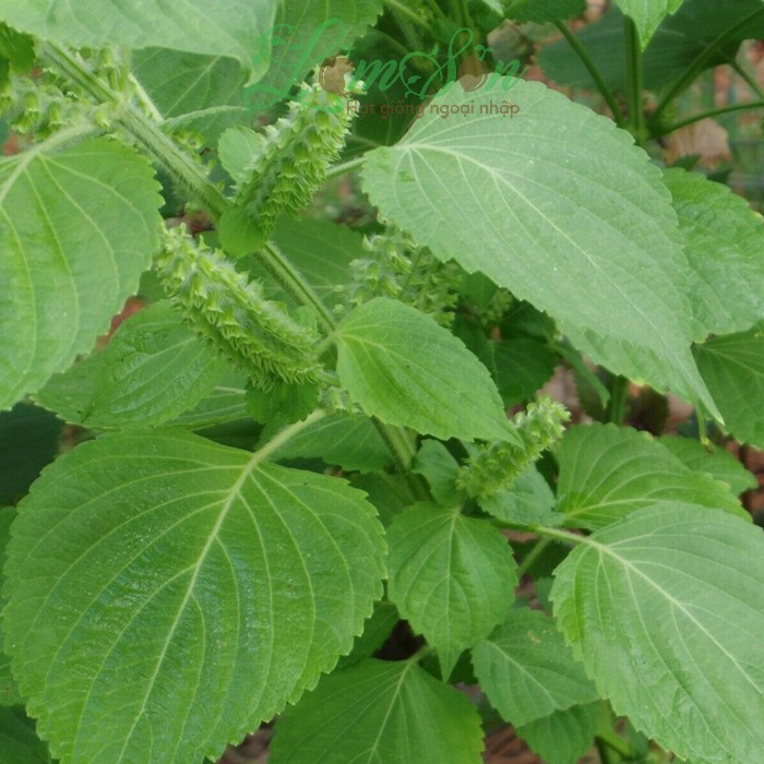 Bộ 5 Túi Hạt Giống Lá Vừng Hàn Quốc. Mỗi Túi 0,5 gram Chất Lượng Cao