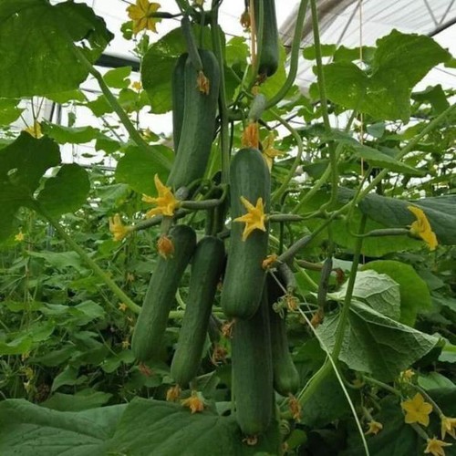 Hạt giống Dưa chuột chùm siêu quả F1 - Gói 0,3 Gr, được cung cấp bởi Green Plus, xuất xứ Nga đóng gói tại VN, chịu nhiệt 15 – 35 độ