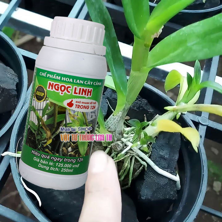 Đặc Trị thối nhũn cho phong lan Ngọc Linh hiệu quả trong 12H – 250ml