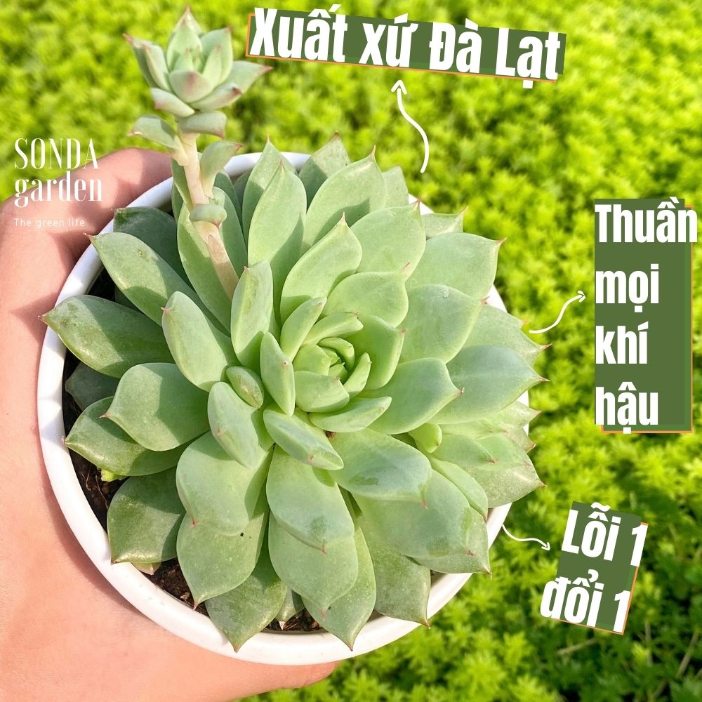 Sen đá tiểu ngọc size trung bình siêu khỏe đẹp lỗi 1 đổi 1