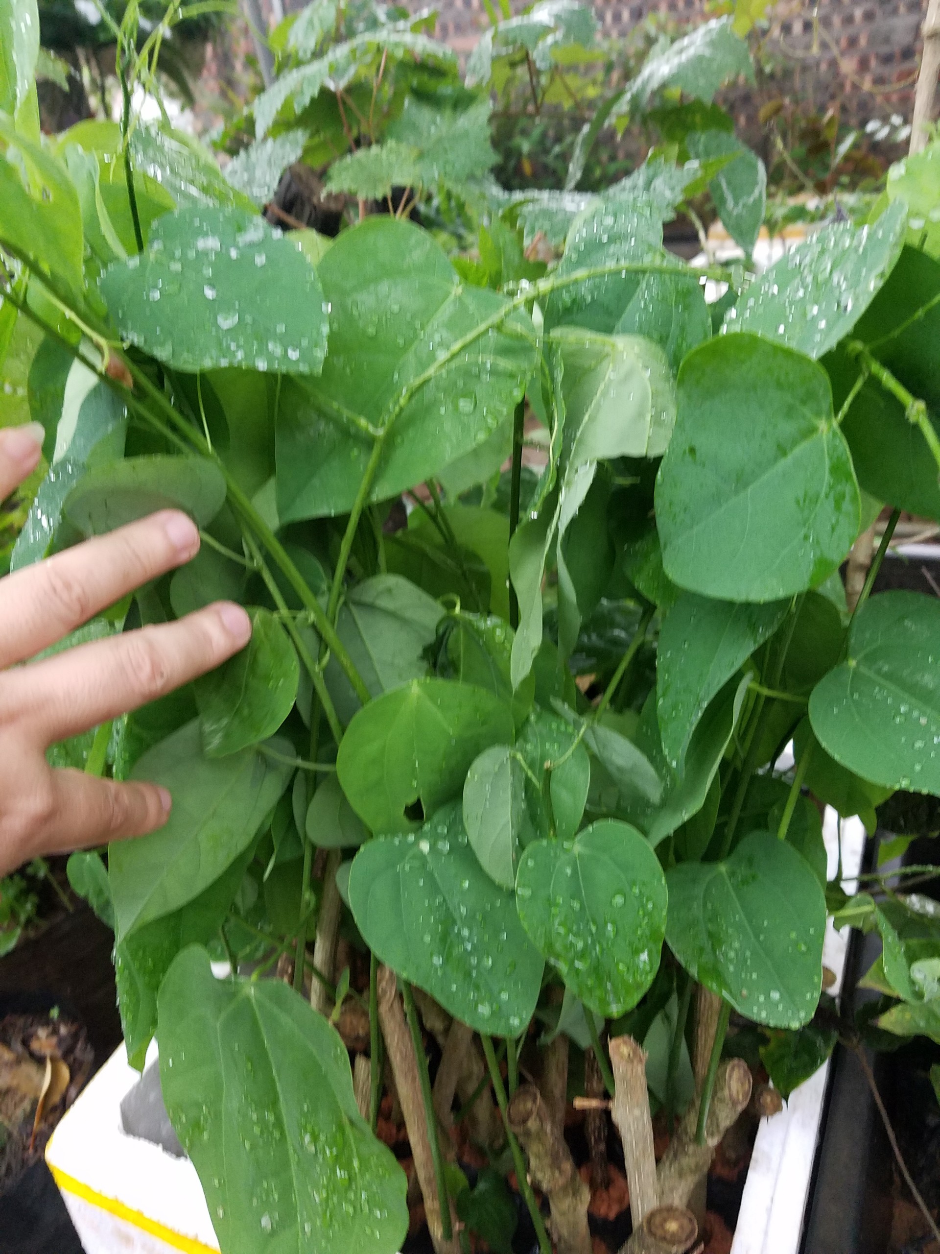 Rau dạ hiến ( bò khai ) - Cây trong bầu