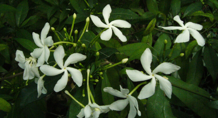 Mai vạn phúc
