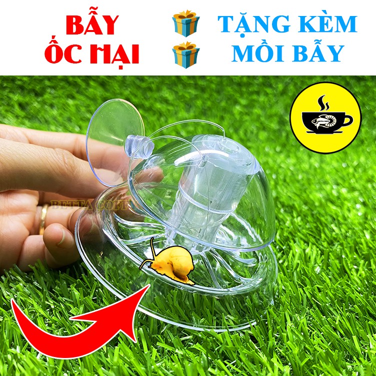 Bẫy ốc gây hại hồ thuỷ sinh - betta coffy xem kĩ phân loại