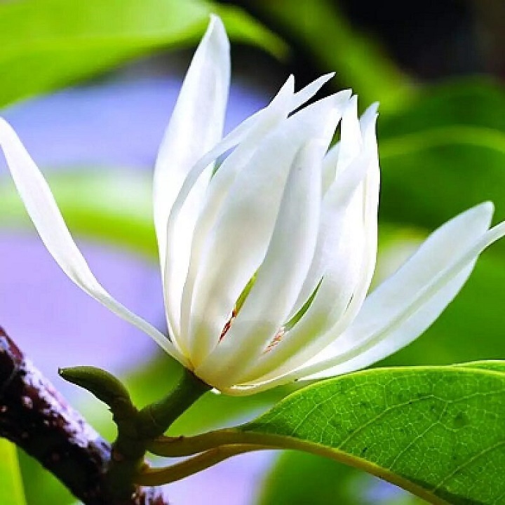 Cây hoa ngọc lan trắng, hoa thơm