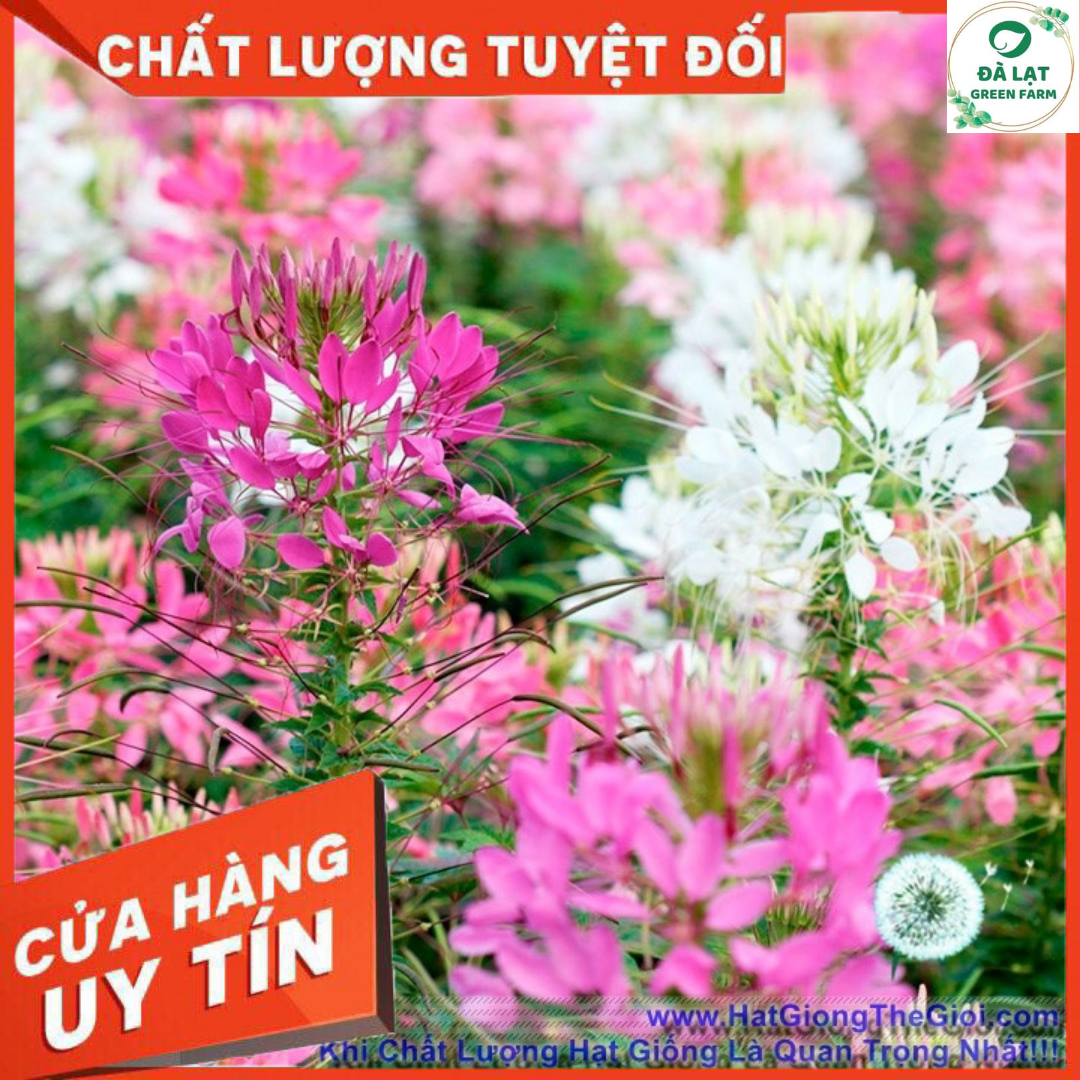 50H_Hạt giống hoa Túy Điệp Mix màu (nảy mầm siêu chuẩn)