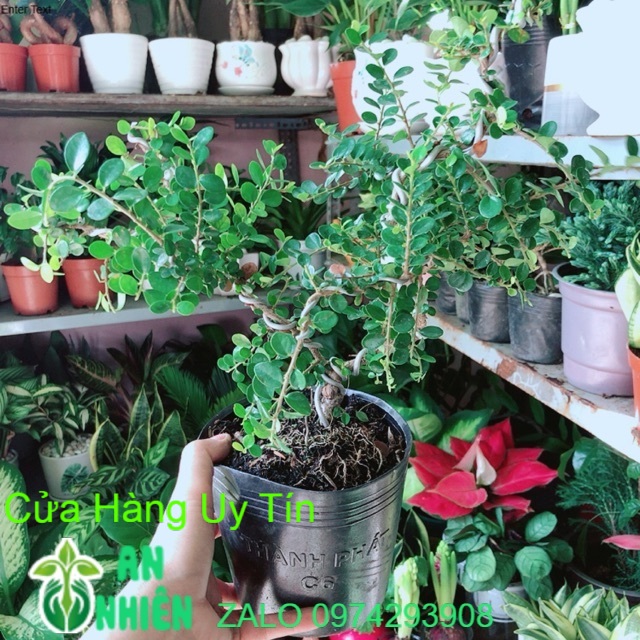 Cây Linh Sam Núi Sam Trái