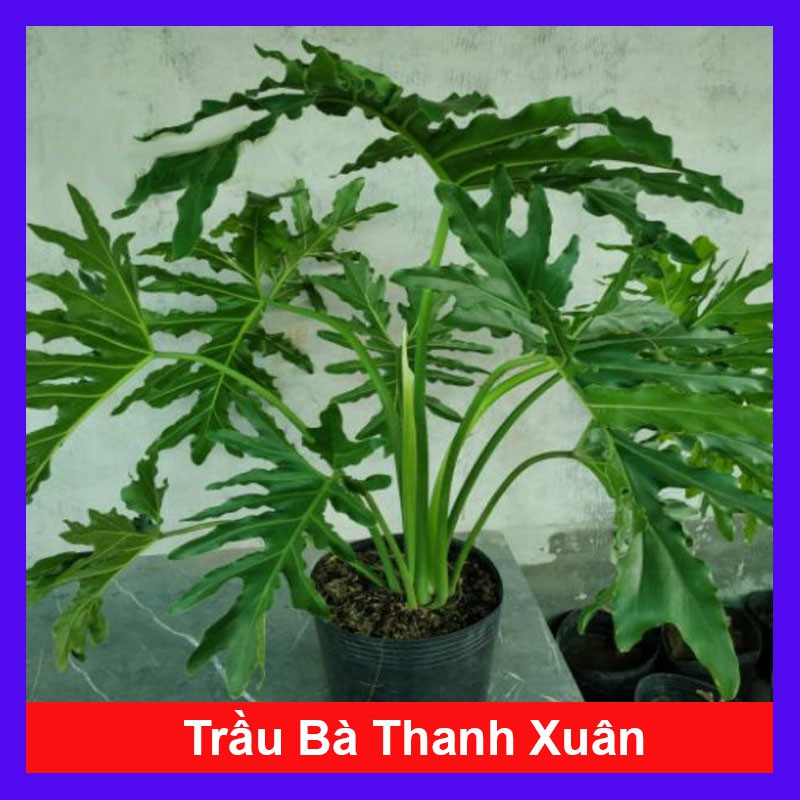Trầu Bà Thanh Xuân - Cây cảnh trong nhà - cây cảnh mini - caykiengsadec