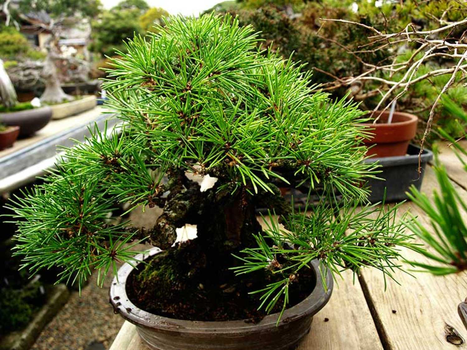 Hạt giống cây thông đen nhật - Tặng gói hạt ngẫu nhiên