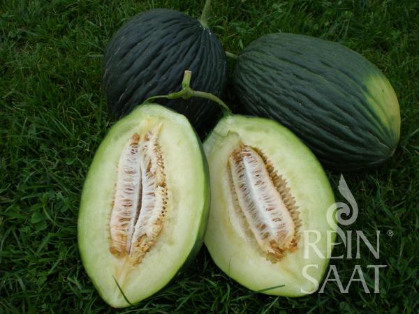 Trái dưa negro tardio melon
