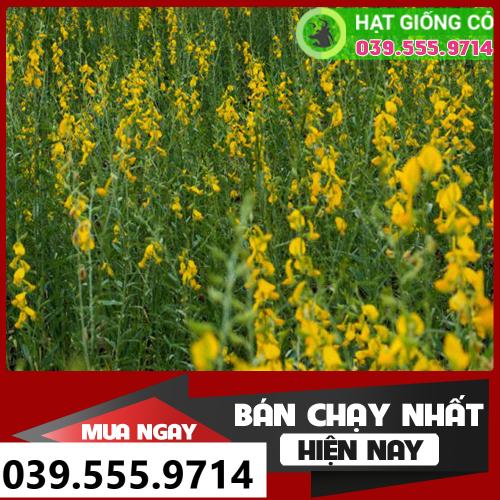 Hạt cỏ lục lạc sợi -cỏ chăn nuôi dinh dưỡng cao 1kg