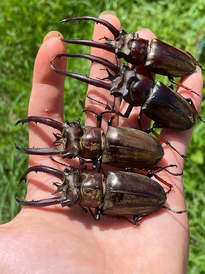 Bọ cánh cứng Kiến vương, tê giá.c, bọ 2 sừng, 3 sừng, 5 sừng