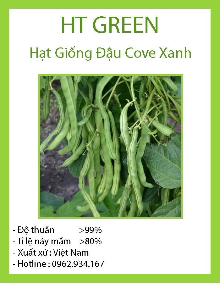 Hạt giống đậu cove xanh bụi lùn
