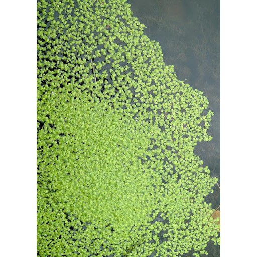 [Chỉ giao TP HCM]100g bèo tấm nuôi cá, nuôi ốc, thuỷ sinh hồ cá (khách tỉnh ib riêng)