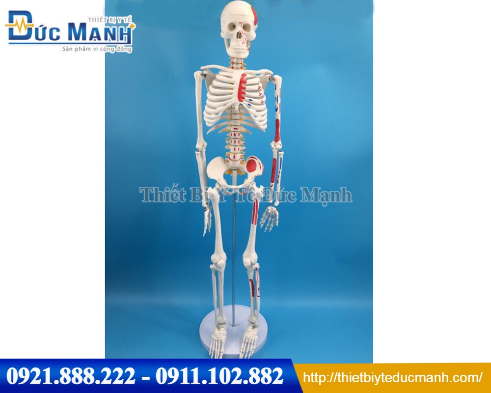 Mô hình xương người 85cm có rễ thần kinh