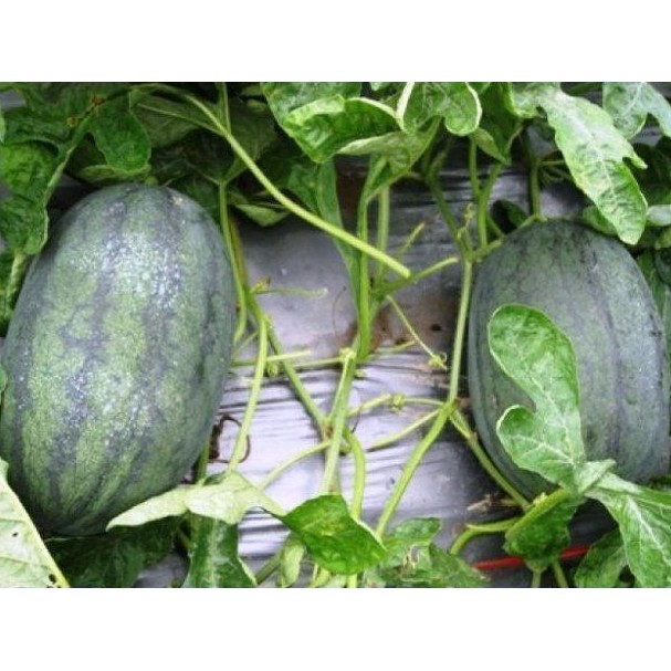 15 Hạt Giống Dưa Hấu Ruột Đỏ Năng Suất Cao