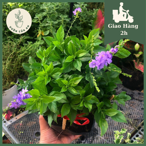 Cây hoa chuỗi ngọc Thái tím đã ra hoa, cao 20cm, cây cảnh trang trí sân vườn, lối đi, vườn của an
