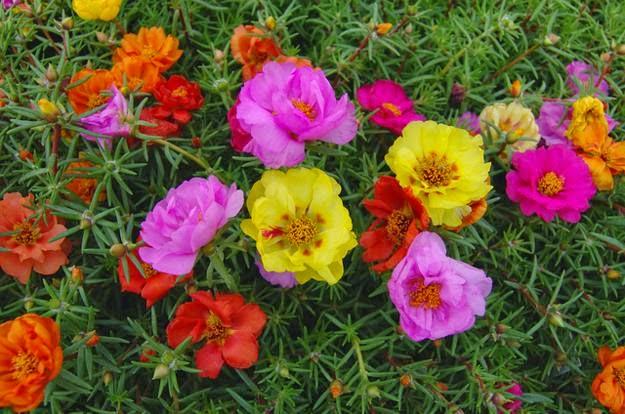 Gói 100 Hạt Giống Hoa Mười Giờ Nhiều Màu - Nanuseeds