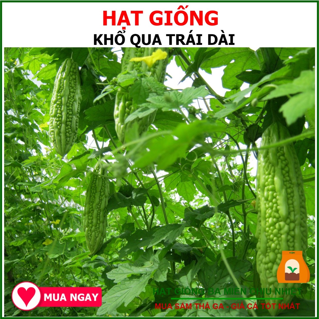 2gram hạt giống khổ qua trái dài