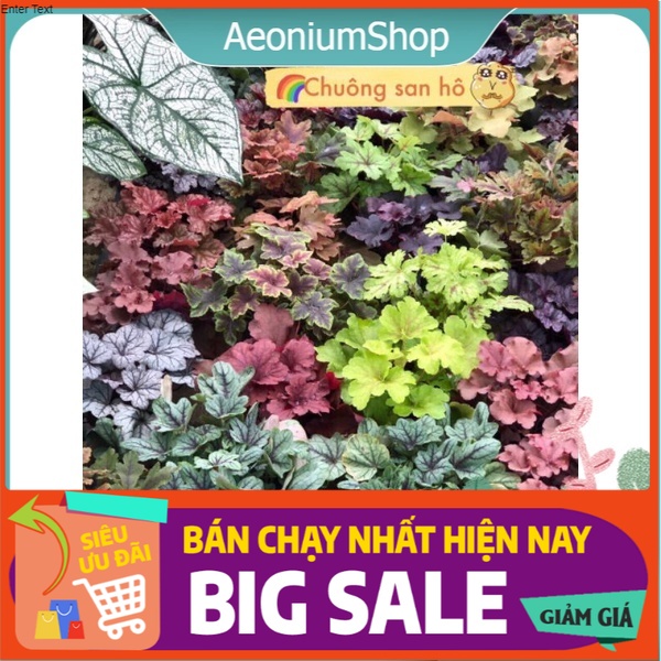 Cây chuông san hô - heuchera - cây lá may mắn ️