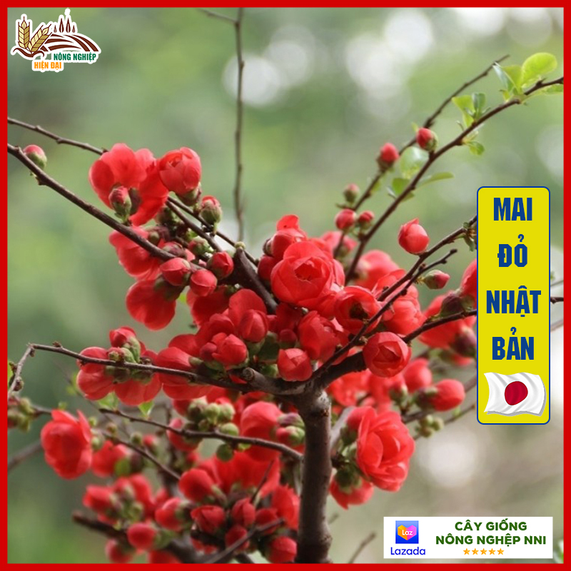 Cây hoa mai đỏ Nhật Bản cây tiểu cảnh chơi Tết nở chuẩn Tết âm hàng nguyên nụ đẹp - QD01
