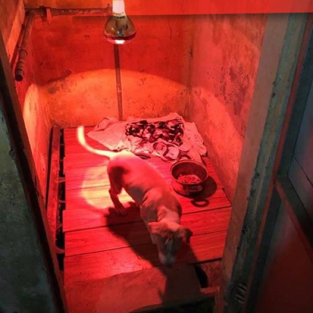 Bóng đèn hồng ngoại, đèn sưởi cho chó mèo, gà vịt