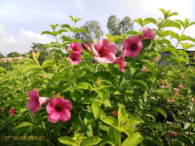 cây hoa leo HUỲNH ANH (KHUYÊN VÀNG) - BẦU CÂY GIỐNG - HOA TÍM  SIÊU ĐẸP GIÁ SIÊU RẺ