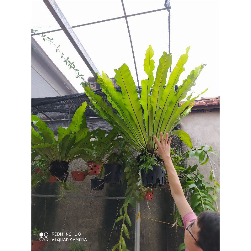 Tổ quạ, lan phi điệp