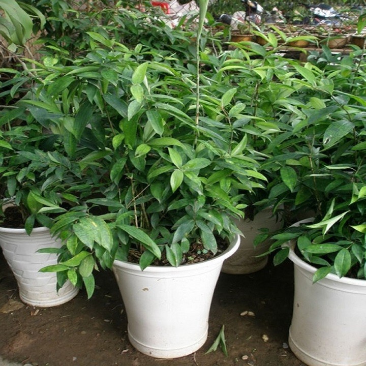 Chậu cây trúc nhật