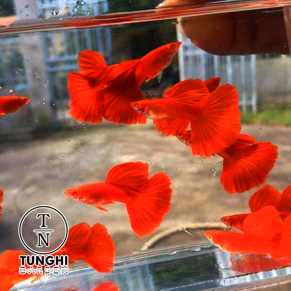 Combo 5 tặng 1 - Full Red guppy thủy sinh - Hoàn tiền khi gặp sự cố - tặng thức ăn - Tú Nghi Garden