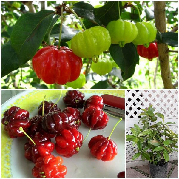 Cherry Surinam (Cherry Khía) - Cây Ăn Quả Giống