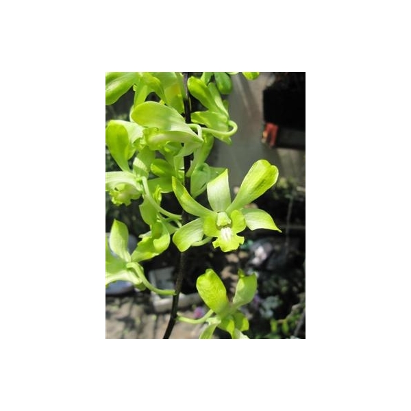 Dendro Nắng Thơm Banana - cây to khủng sắp hoa