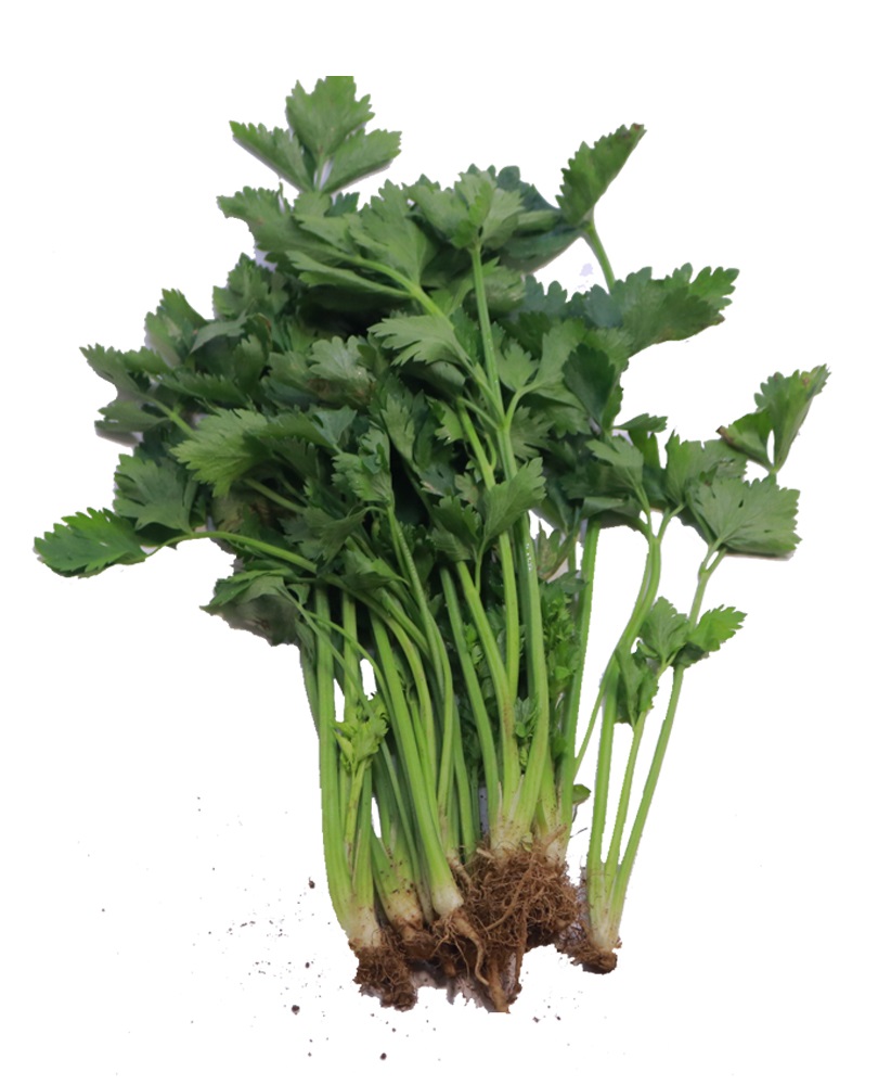 Hạt giống cần tàu giống sinh trưởng khỏe nảy mầm tốt PTP30 | Phởms Market