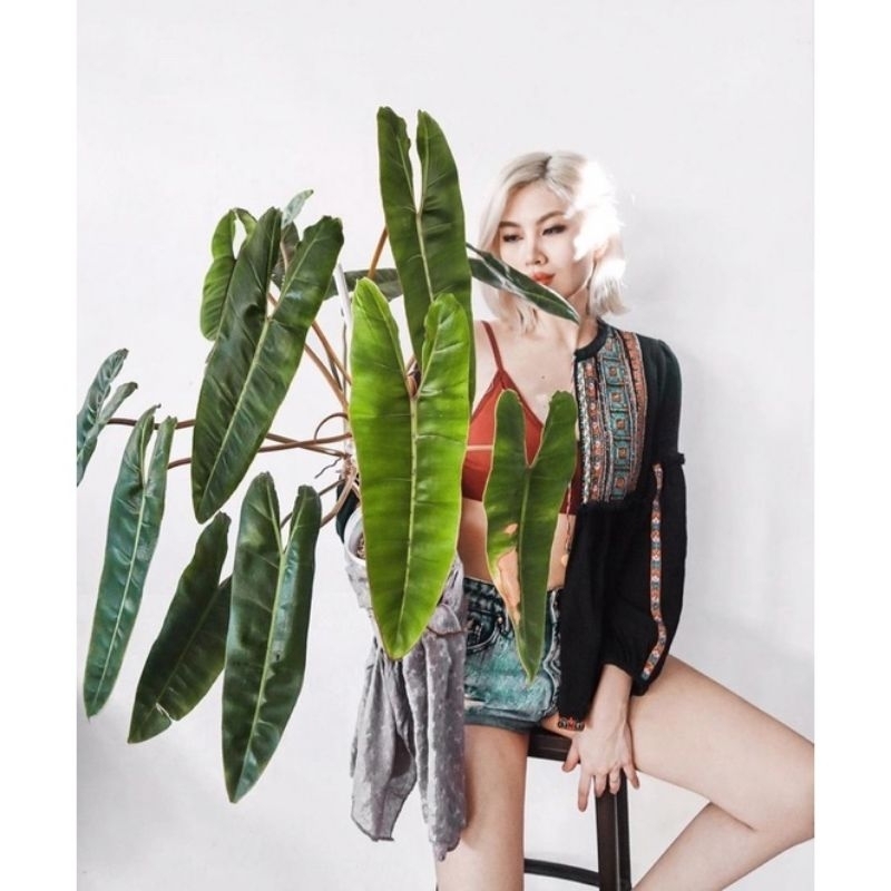 Cây philodendron billietiae - Trầu bà hồng hạc