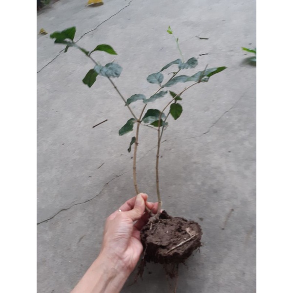 Cây hoa nhài ta thơm nức mũi