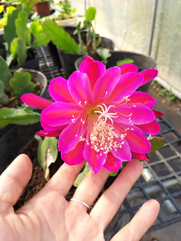 CHẬU CÂY GIỐNG HOA NHẬT QUỲNH MÀU TÍM HỒNG