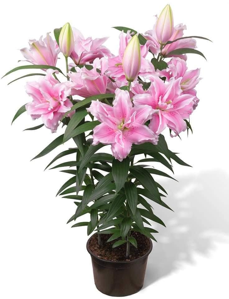 Củ Ly Kép Hoa Thơm Thân Cao Màu Hồng Phấn