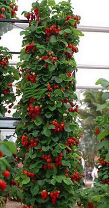 100 Hạt giống Dâu tây leo đỏ tặng kèm kích mầm